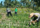 Polres Lumajang Terjunkan Personel  Penggerak Ketahanan Pangan Dampingi Warga Tani